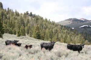 high country cattle pic