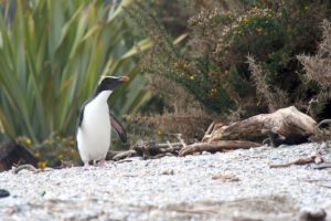 fiorland crested penguin on the beach