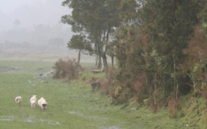 new zealand sheep in misty green pasture