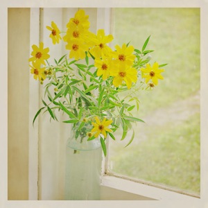 yellow daisy flowers in bottle in window