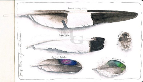 bird feathers watercolor sketchbook