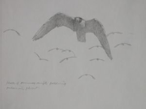flying peregrine falcon