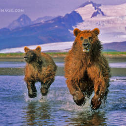 grizzly bear alaska