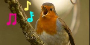 english robin singing