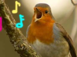 english robin singing