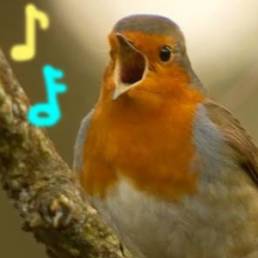 english robin singing