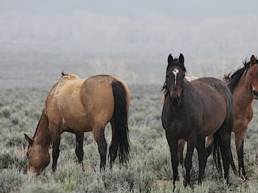 idaho wild horses mustangs