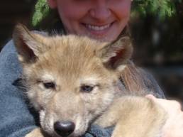 woman holding wolf pup