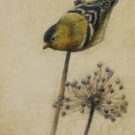 Goldfinch pencil bird drawing