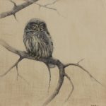 owl pencil drawing bird art