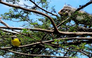 banana kwit iguana