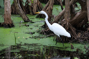 wading egret