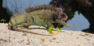 iguana caribbean 