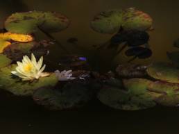 water lilies