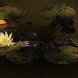 water lilies