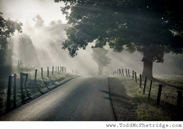 misty tree road todd mcphetridge 