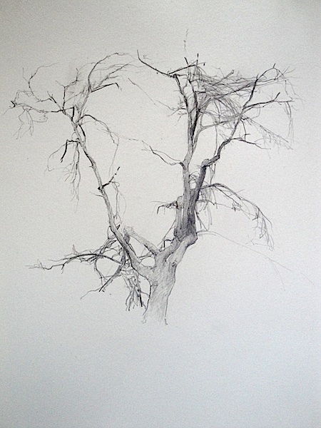 T Allen Lawson drawing of tree