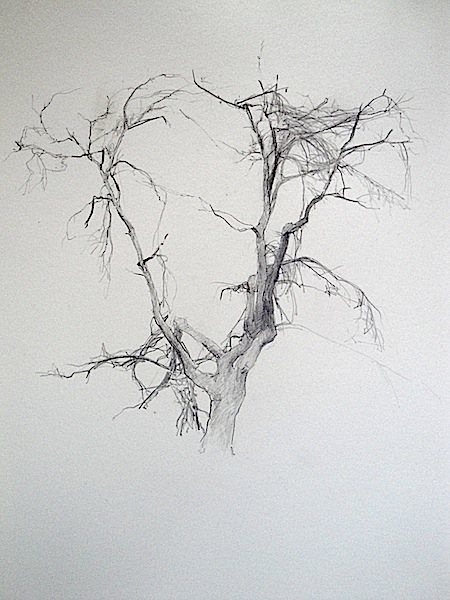 T. A. Lawson's tree sketch drawing 