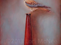 american kestrel lori mcnee