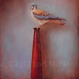 american kestrel lori mcnee