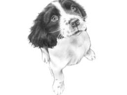 pet portraits, dog, drawing,