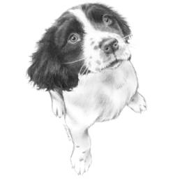 pet portraits, dog, drawing,