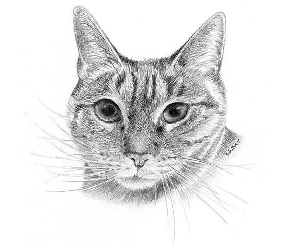 Tips To Drawing Realistic Pet Portraits