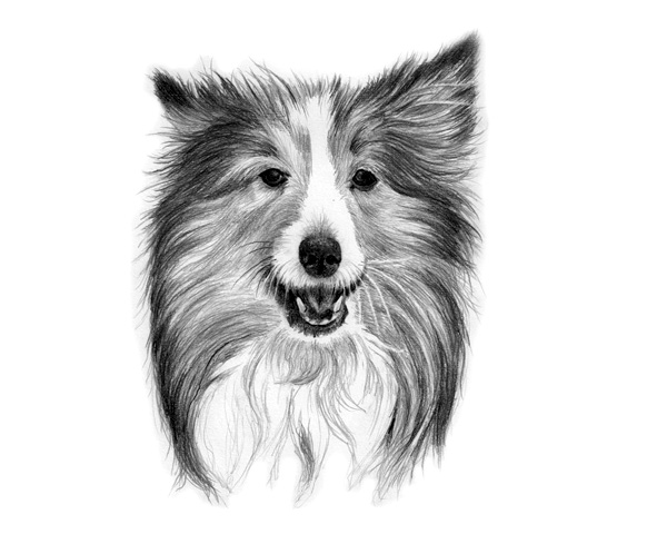Tips to drawing realistic pet portraits