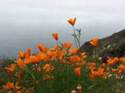 california poppies