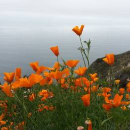 california poppies