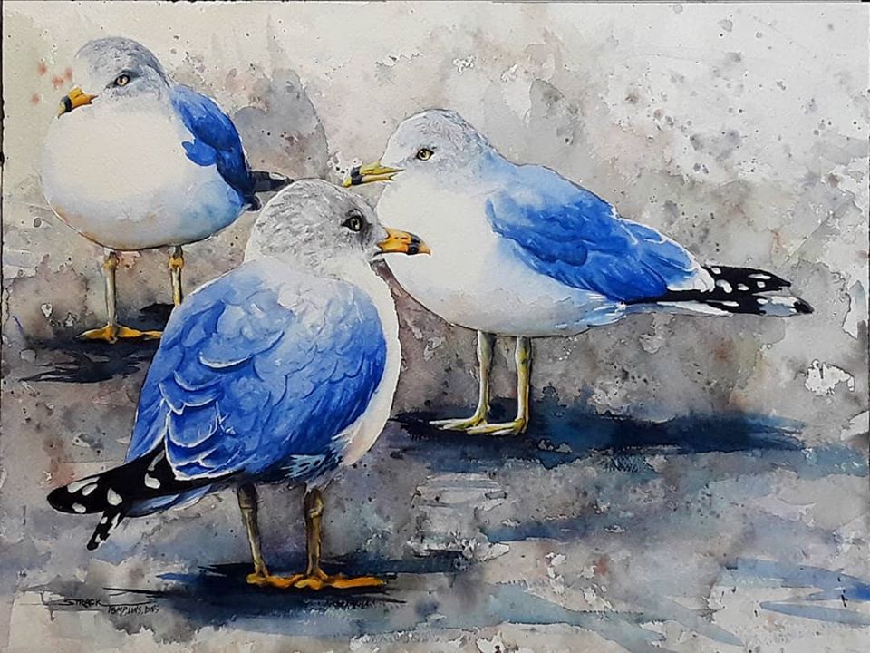 beautiful seagulls painting with watercolor