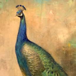 peacock oil painting