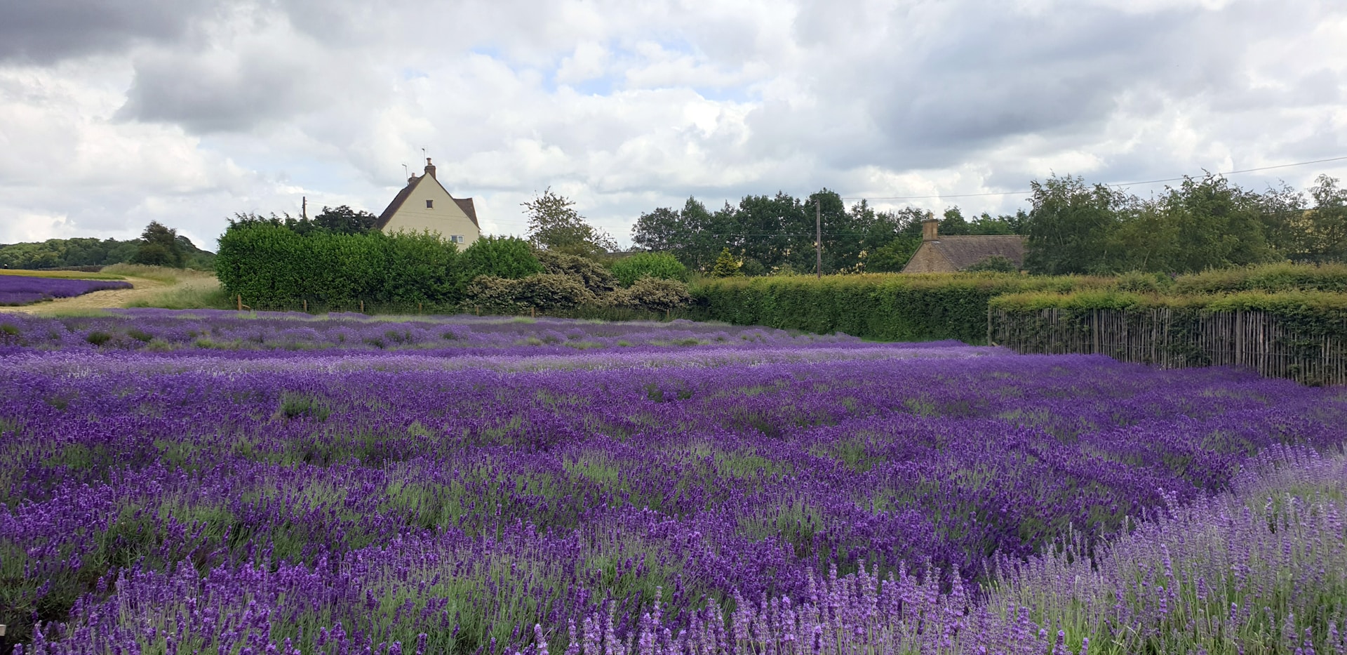 Cotswolds lavender